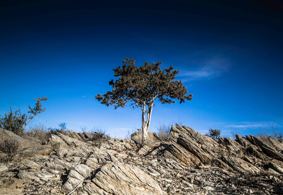 Lone Tree, Angola